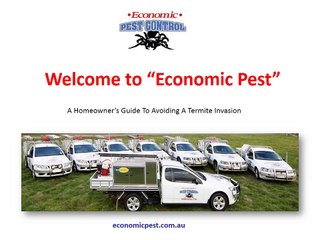 A Homeowner’s Guide To Avoiding A Termite Invasion