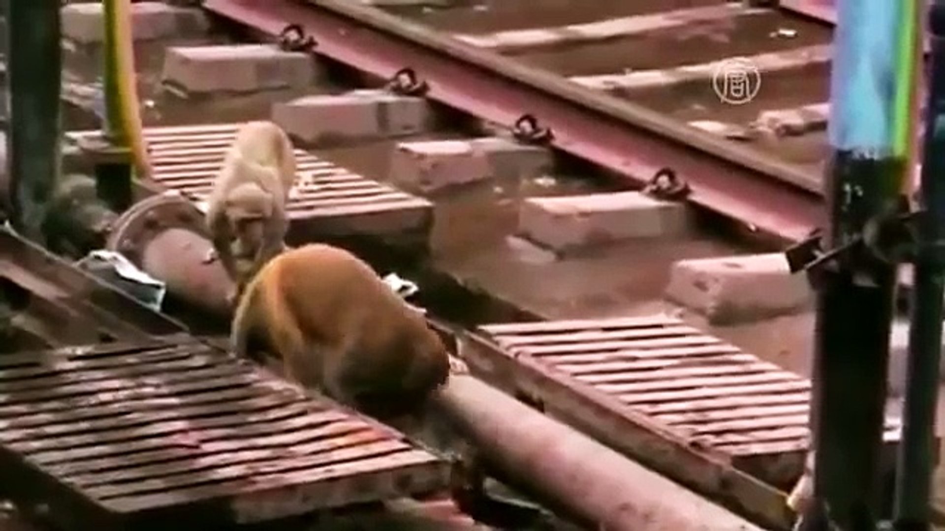 ⁣ЖИВОТНЫЕ СПАСАЮТ ДРУГ ДРУГА (8 УНИКАЛЬНЫХ ВИДЕО)