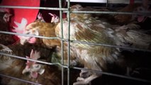 200.000 poules pondeuses élevées dans des conditions sanitaires 