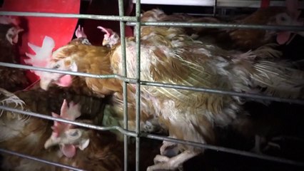 200.000 poules pondeuses élevées dans des conditions sanitaires "inadmissibles"