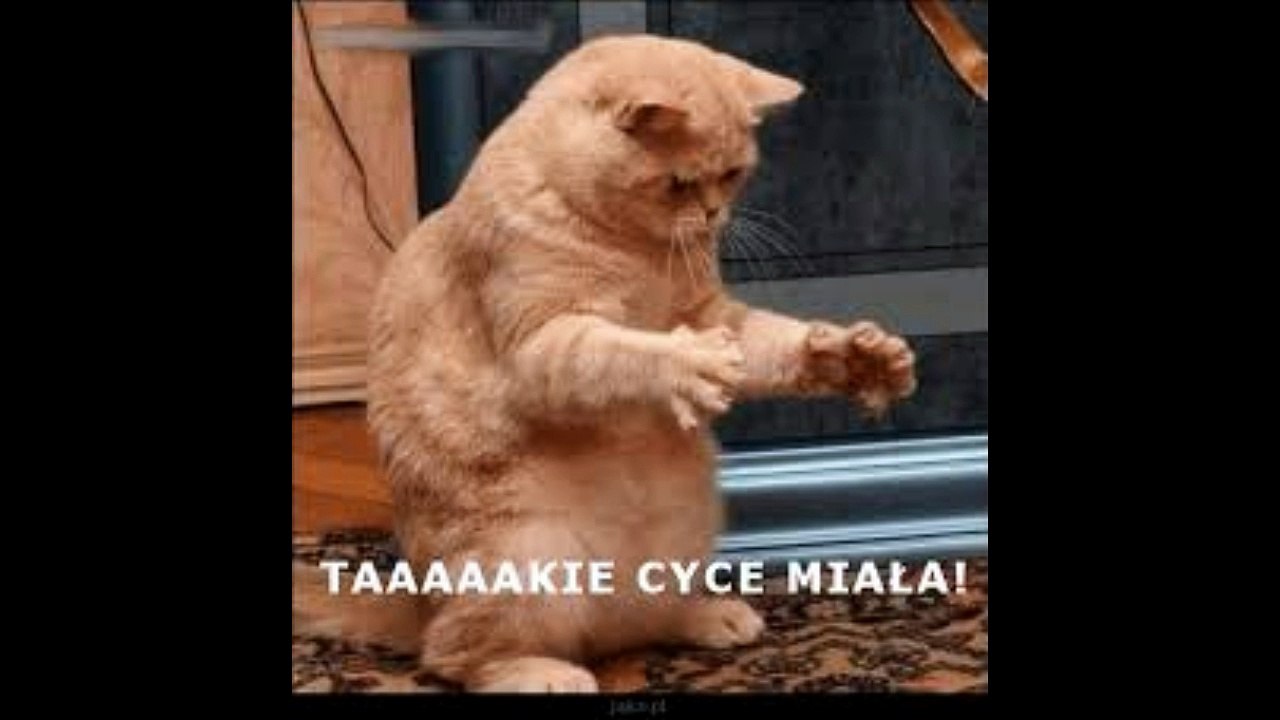 kot o cyckach