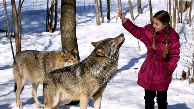 Milouve ou La Passion des loups save our Wolves