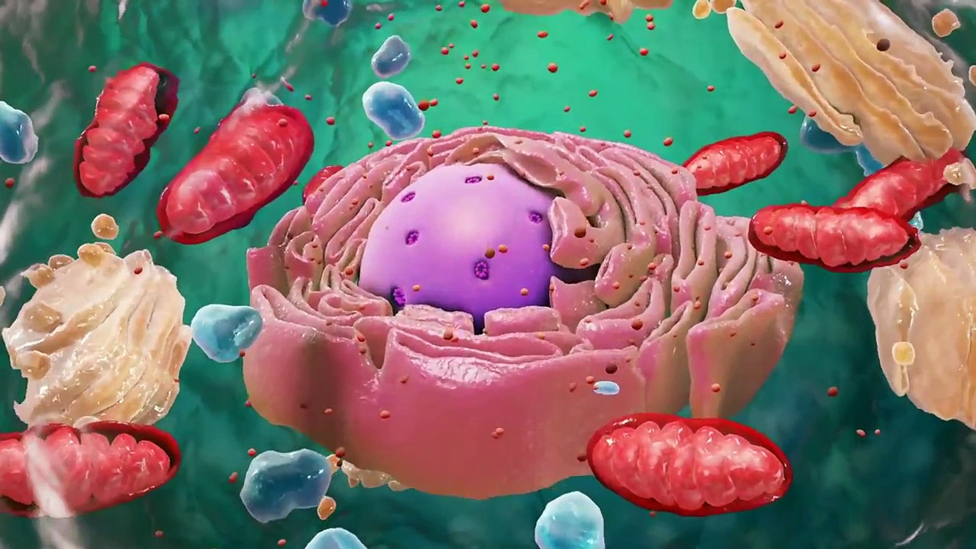 Biology  Cell Structure_(1280x720)