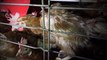 Une vidéo dénonce les conditions d'élevage de poules pondeuses