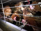 Une vidéo dénonce les conditions d'élevage de poules pondeuses dans l'Ain