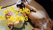 funny dogs