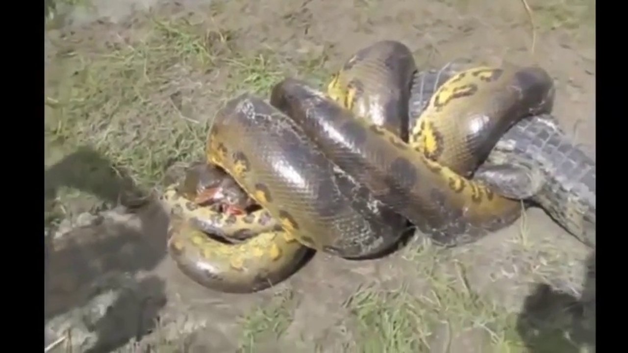 Anaconda vs Crocodile - Python vs Alligator compilation - Python vs crocodile - Snake