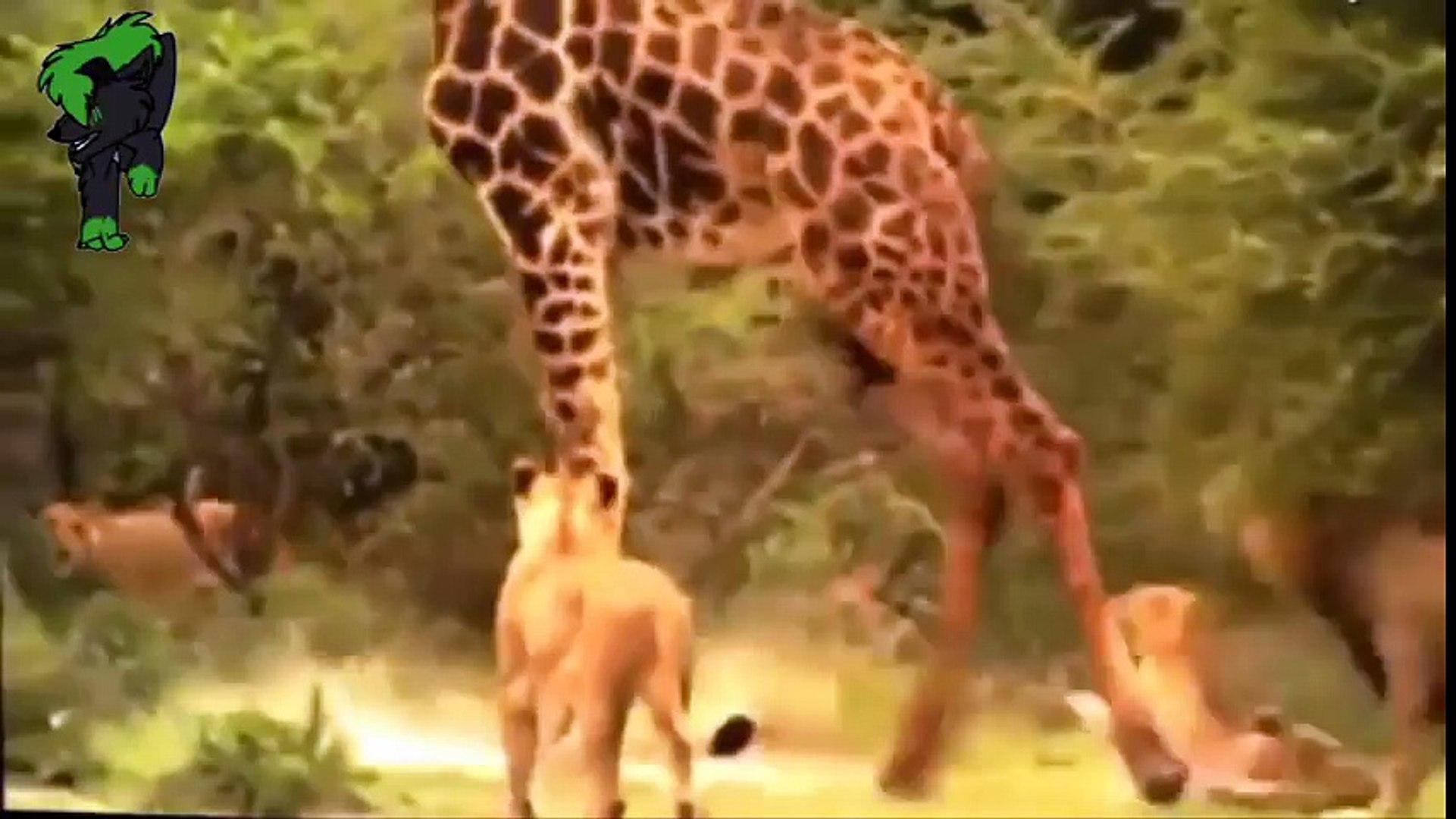 Lion vs Giraffe. Animal world film - Excellent level myriad rated photos charges broken giraffes lio