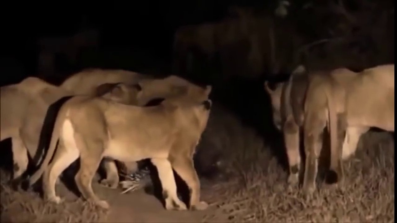 When Prey Fights Back - Porcupine Kills  Leopard