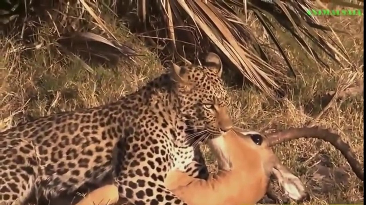 Amazing Animal save other animal 2016