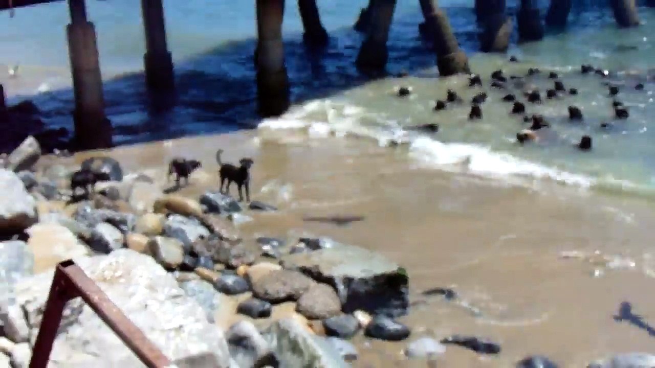 4 chiens veulent attaquer un banc de lions de mer... "Vous êtes sûr là?"