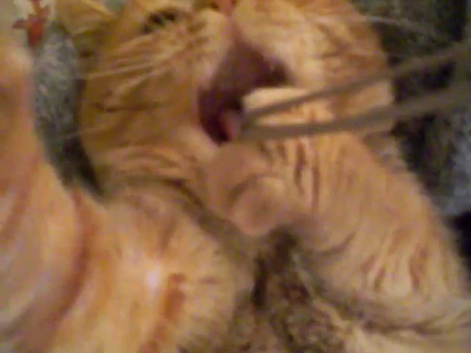 Ce chat est vraiment en mode cool! Position relax