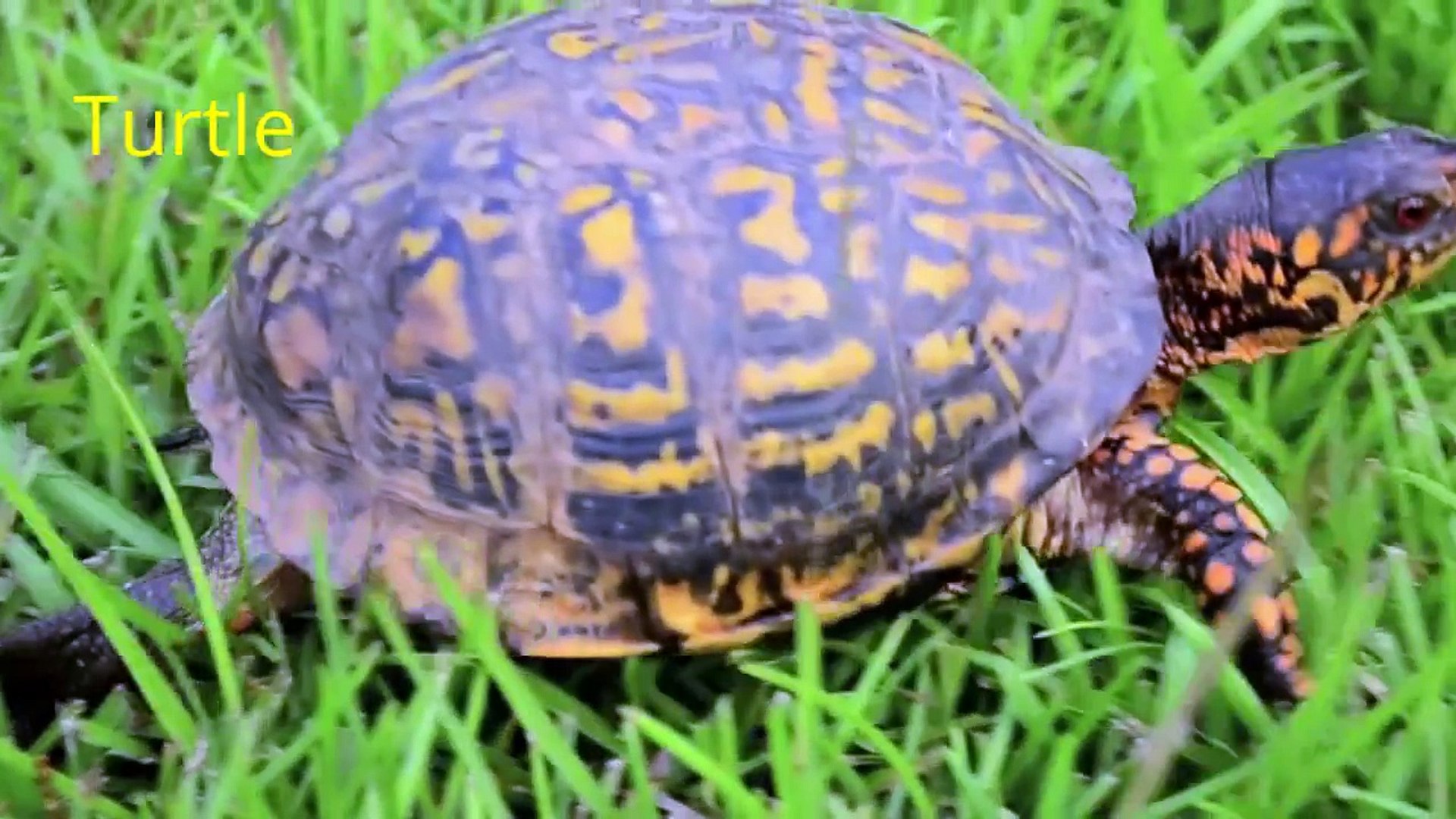 ⁣Pets for Kids, Cute Animal Videos for Children, Lots of Pets at Home