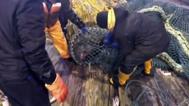 Russian Fisherman Accidentally Catches An Angry Sea Lion In Their Fishing Nets!