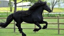 Tutti lo considerano il cavallo più bello del mondo: la sua eleganza è indescrivibile!