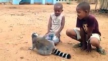 African Boy love pet