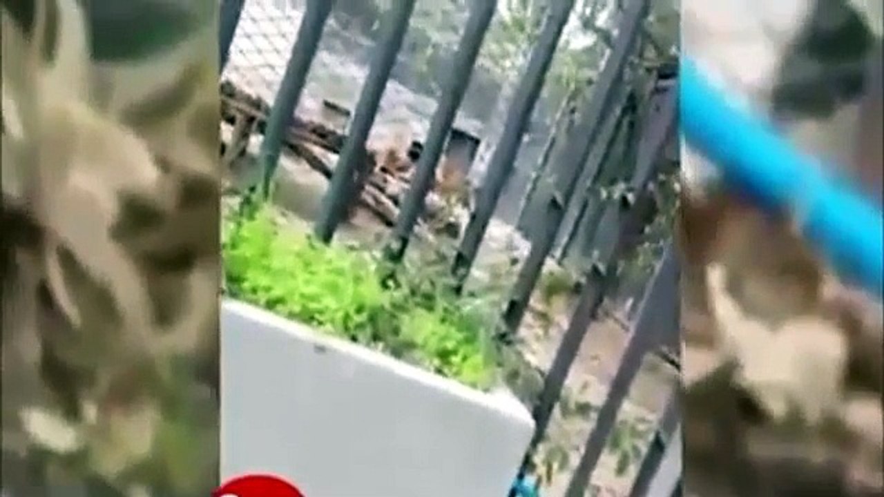 Man jums into Loins in Chilli