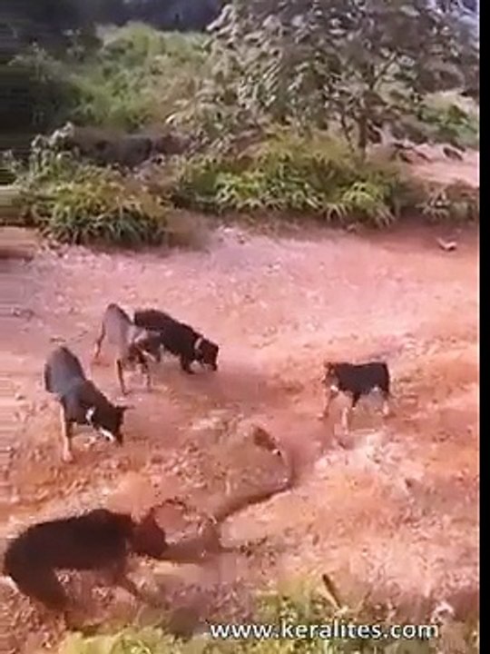 cobra_vs_dogs
