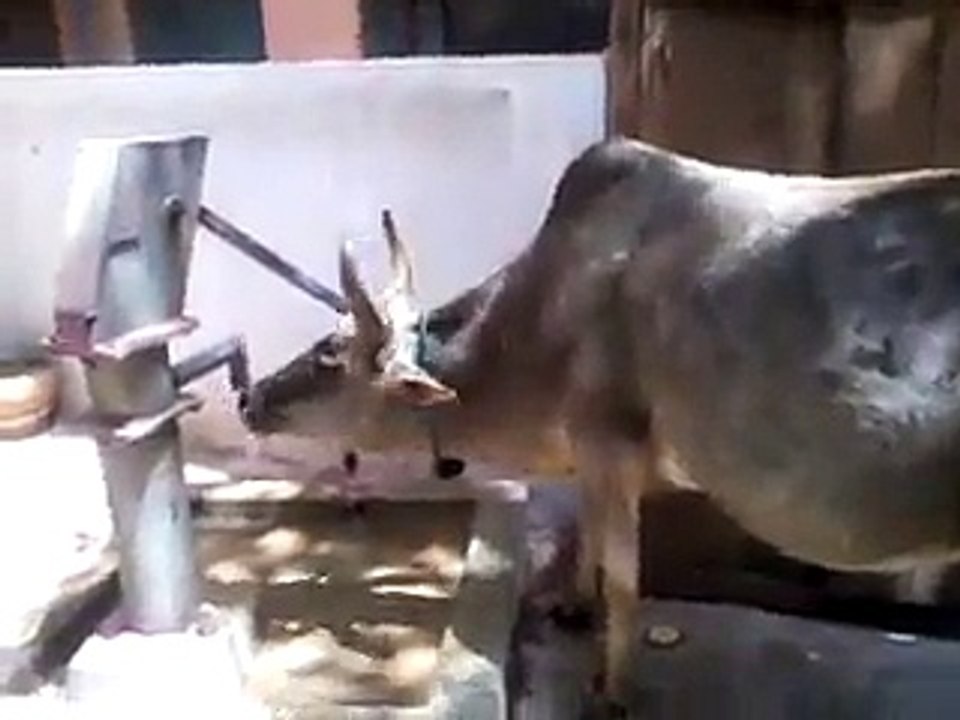 Cow_drinking_from_hand_pump