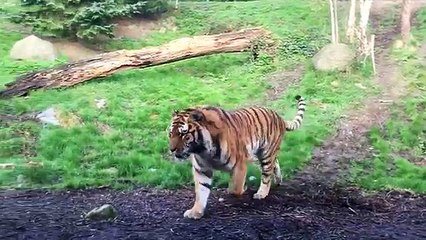 Dublin_Zoo_wake_up_call_-_tiger_fight