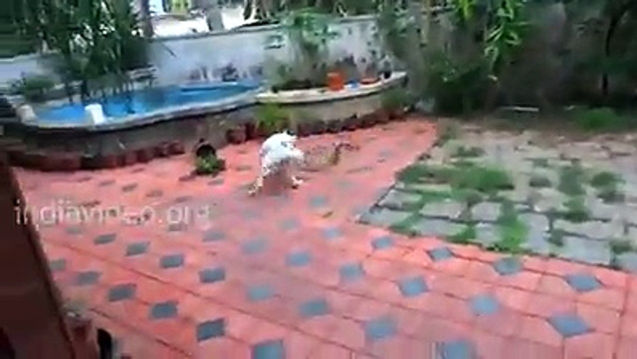 Fight_between_a_dog_and_a_snake