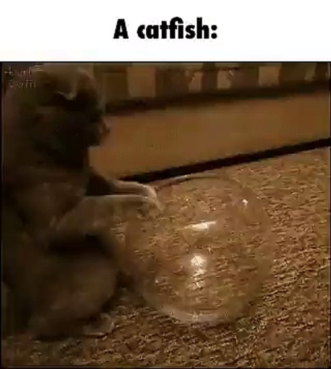 funny(3)