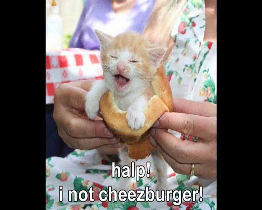 funny_cat_pics