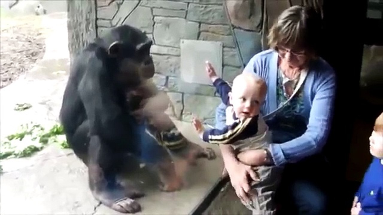 Funny_Monkeys_At_The_Zoo