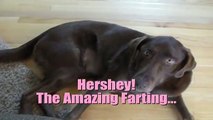 Dog Farting Like Crazy!!! (Try not to laugh)