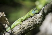 Lézard vert occidental en Ariège