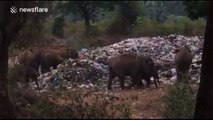 Elephants feeding on plastic waste in India