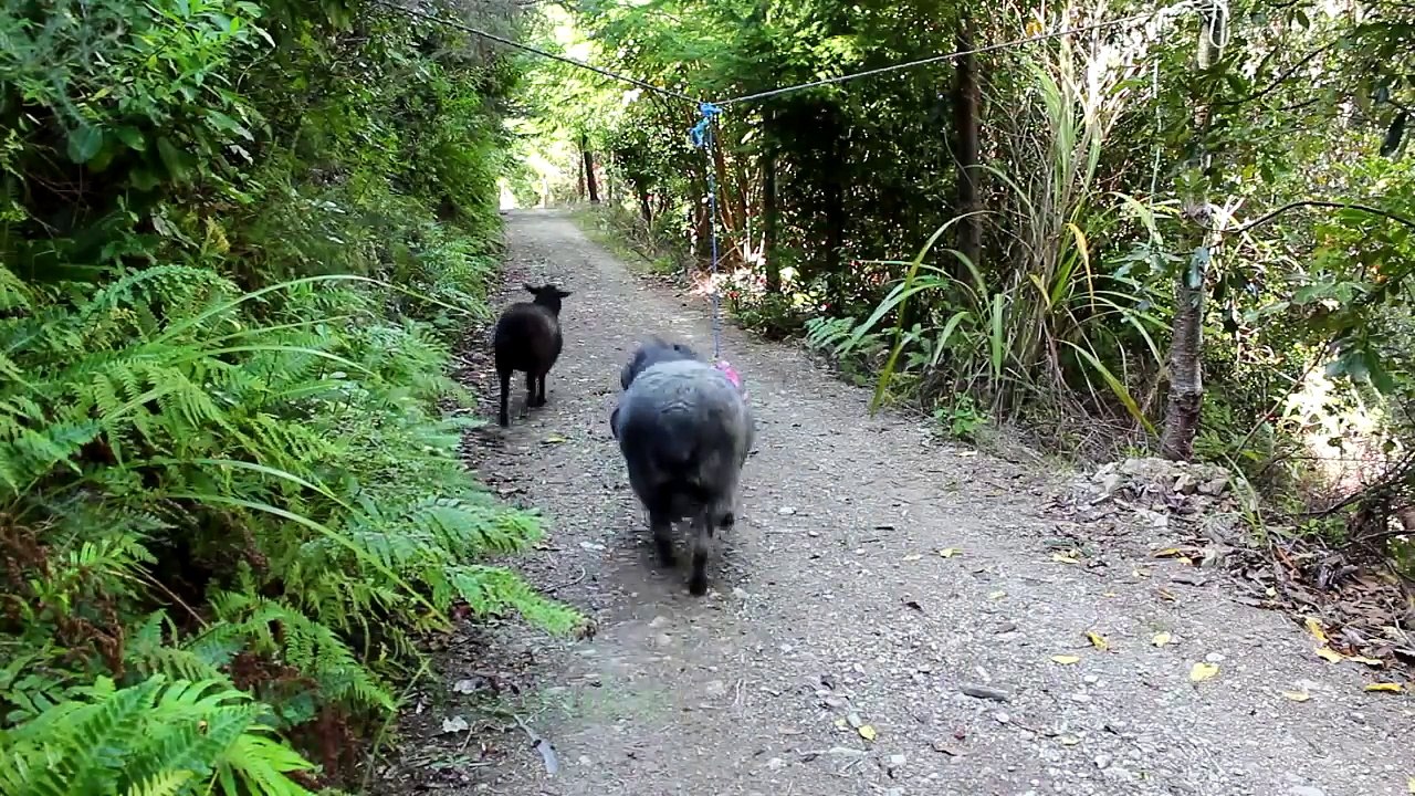 Check when you leave a tetherball in the forest