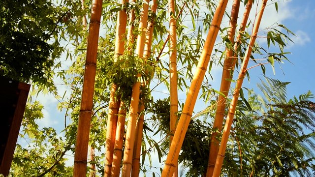 Foire Internationale de Bordeaux 2016 - Arbres & Paysages votre paysagiste par Excellence à Cestas