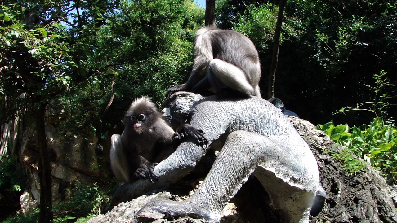 les singes