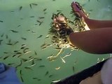 Fish cleaning Feet  - Fish Spa