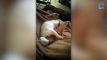 L'incroyable amitié entre un dragon barbu et un chat. Trop mignon !