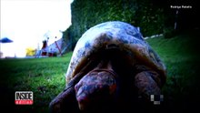 Après d'importantes brûlures, cette tortue reçoit une nouvelle carapace en 3D