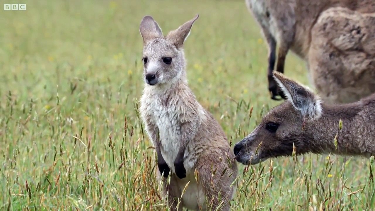 Monitors ' boxing ' of kangaroo to win mates