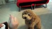 Cute brown poodle puppy BB doing cool tricks (v.2)聰明的紅貴賓