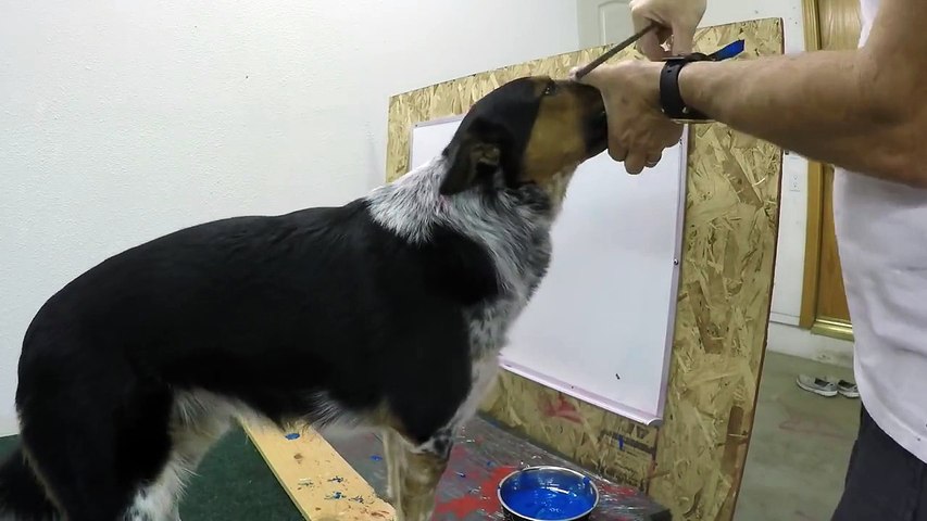 Le chien Jumpy sait écrire son nom