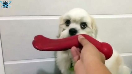 Yavru Köpek Bakın Ne İstiyor