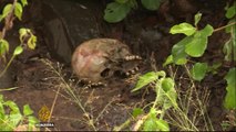 Mozambique’s hidden conflict: Bodies found in mass graves