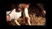 Veterinarian Treats Bursitis Decubitus Suffered by a Calf