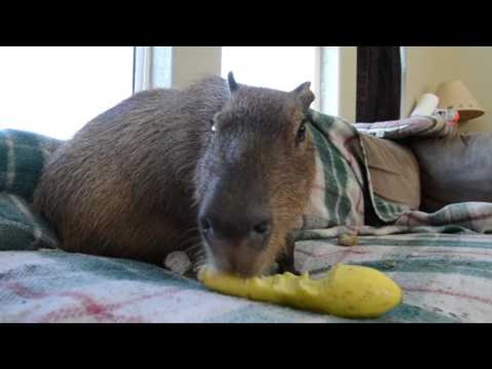 JoeJoe the Capybara Eats a Squash