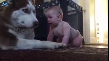 Bebeğe Dayanamayan Köpek En Sonunda Kendini Sevdirdi