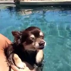 Cute Chihuahua dog swimming!!!