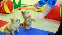 Cute Chihuahua Dog Tricks and Agility