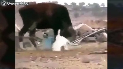 Посмотрите как корова отбивается от гуся:)