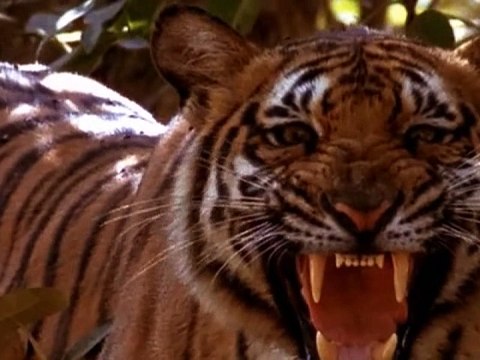 BM: 16 yılda 164 binin üzerinde vahşi yaşam suçu işlendi