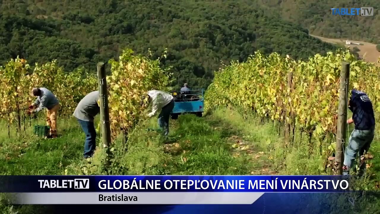 Zmena klímy ovplyvňuje vinohradníctvo v SR pozitívne aj negatívne  